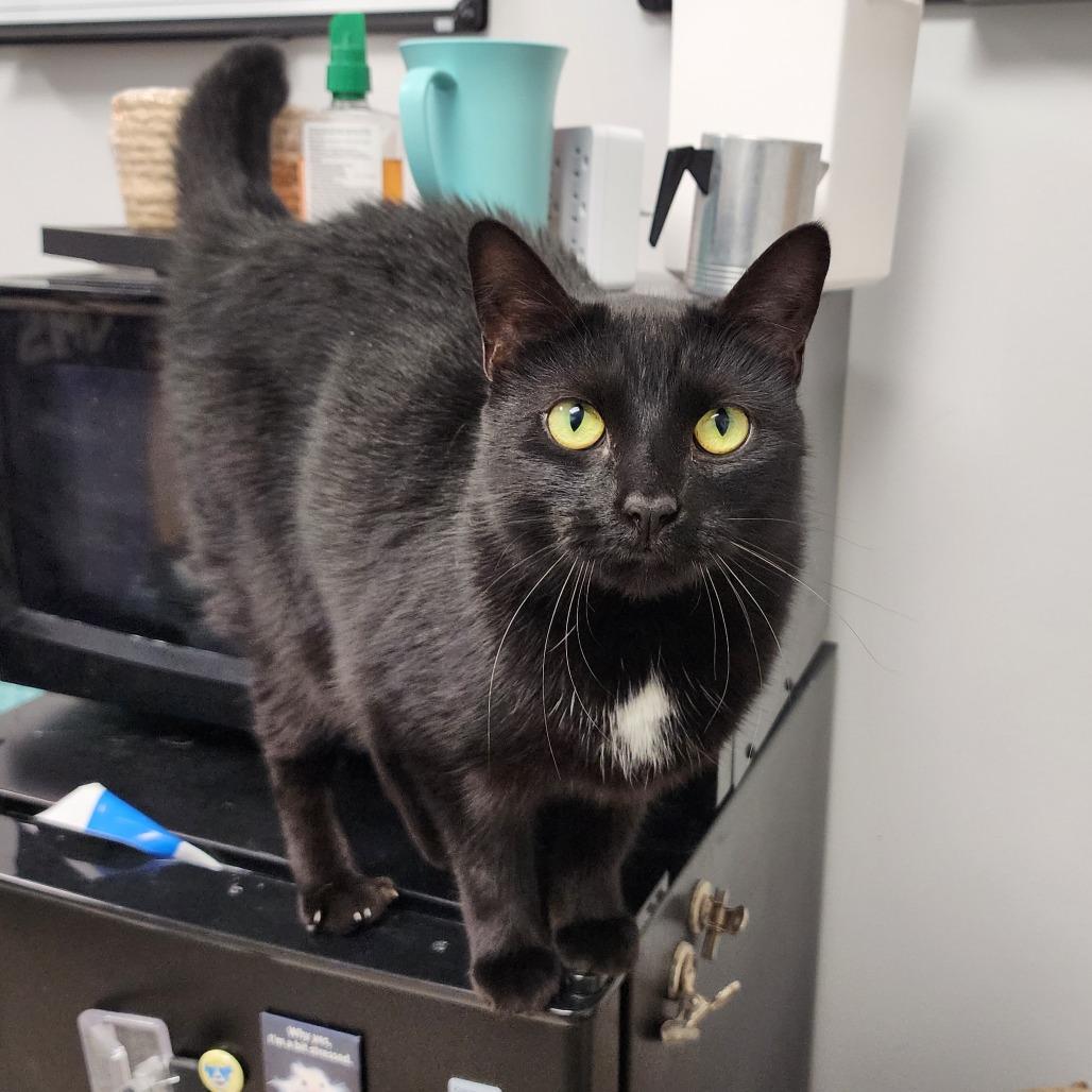 Enlarge Sayonara, a Adoptable Domestic Short Hair in Evansville, IN image 2/3