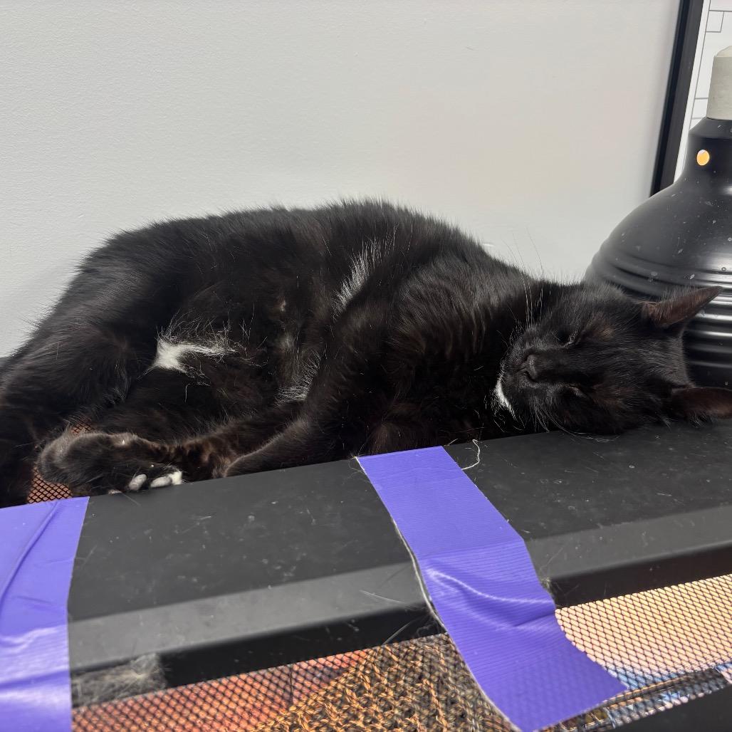 Enlarge Sayonara, a Adoptable Domestic Short Hair in Evansville, IN image 3/3