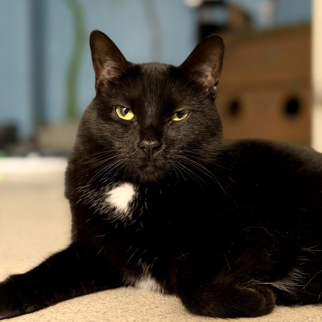 Sayonara, a Adoptable Domestic Short Hair in Evansville, IN image 5/5