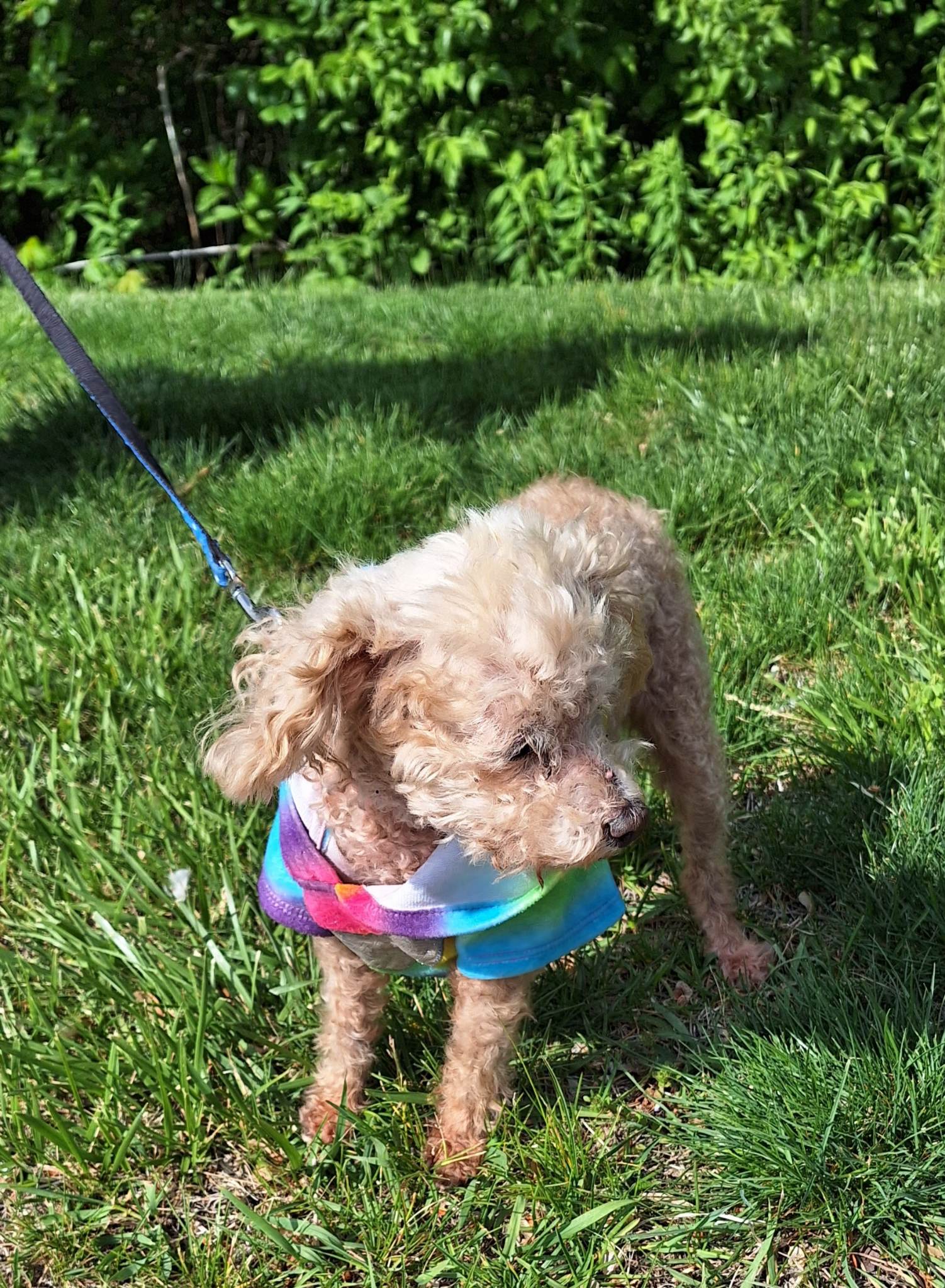 Buttercup - Resident Angel