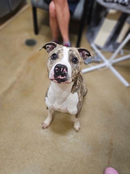 Enlarge Charlie, a Adoptable mixed breed in Munster, IN image 1/1