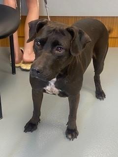 Enlarge COOKIE, a Adoptable mixed breed in Saint Cloud, FL image 1/1