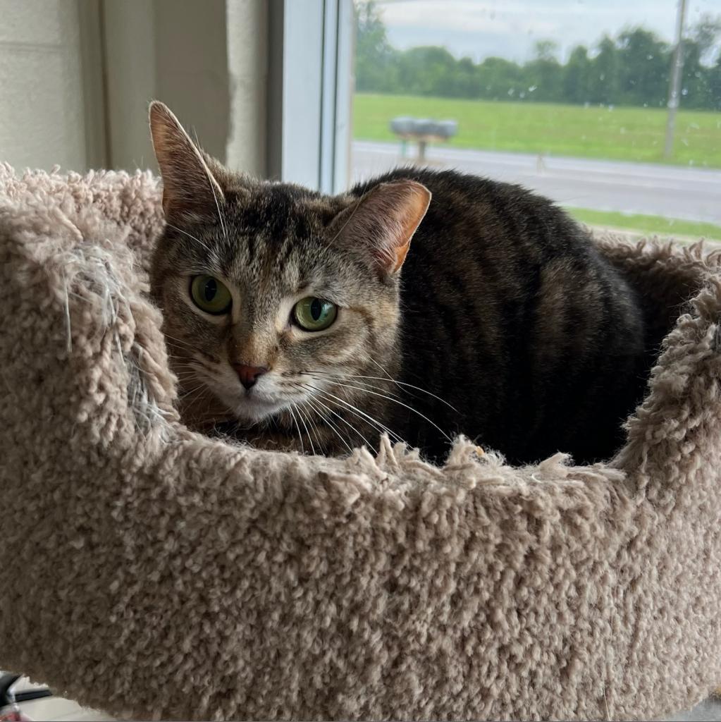 Enlarge Coral, a Adoptable Domestic Short Hair in Monroe, MI image 1/1