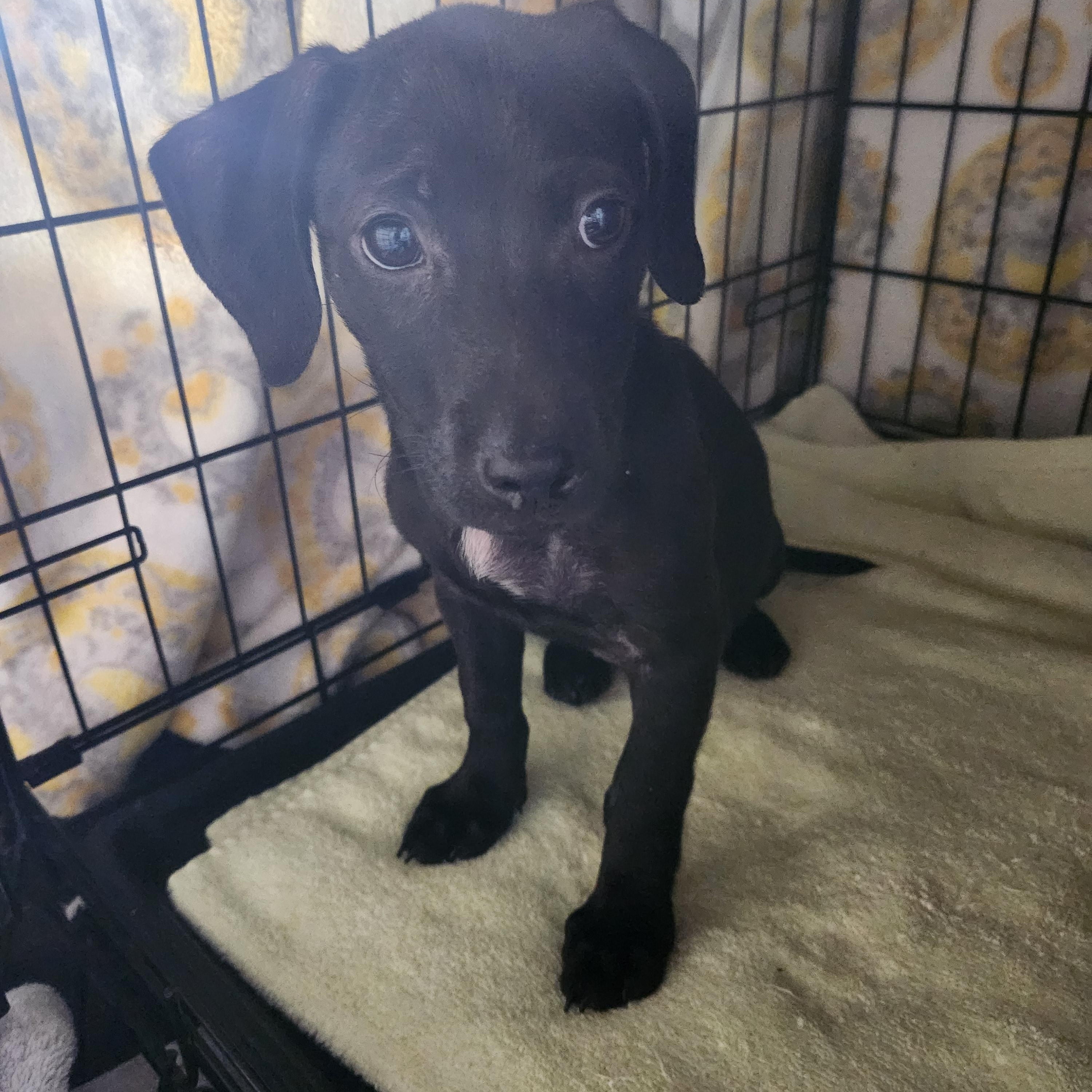 Enlarge PUGSLEY, a Adoptable mixed breed in Troutman, NC image 3/4