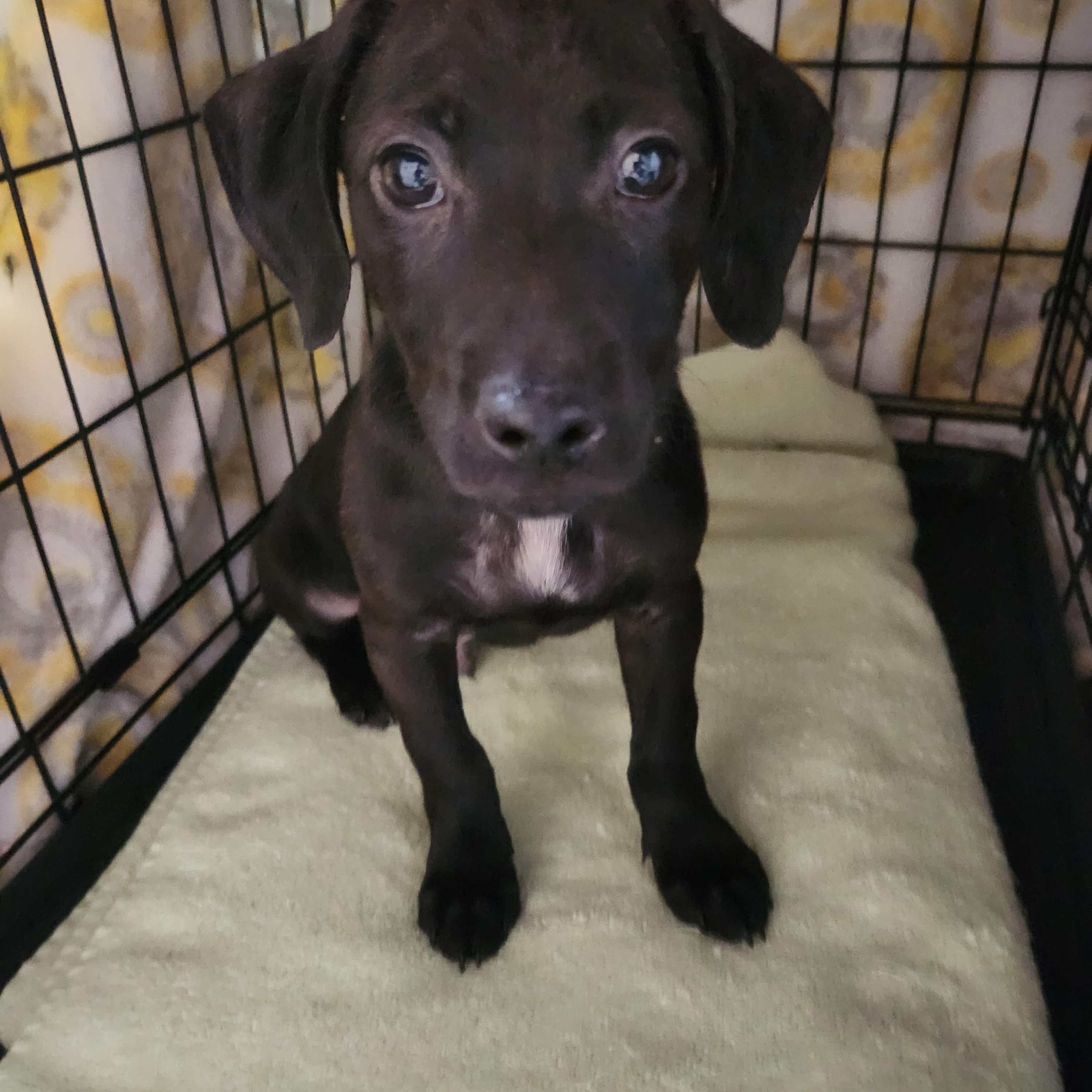 PUGSLEY, Adoptable, Puppy Male Dachshund.