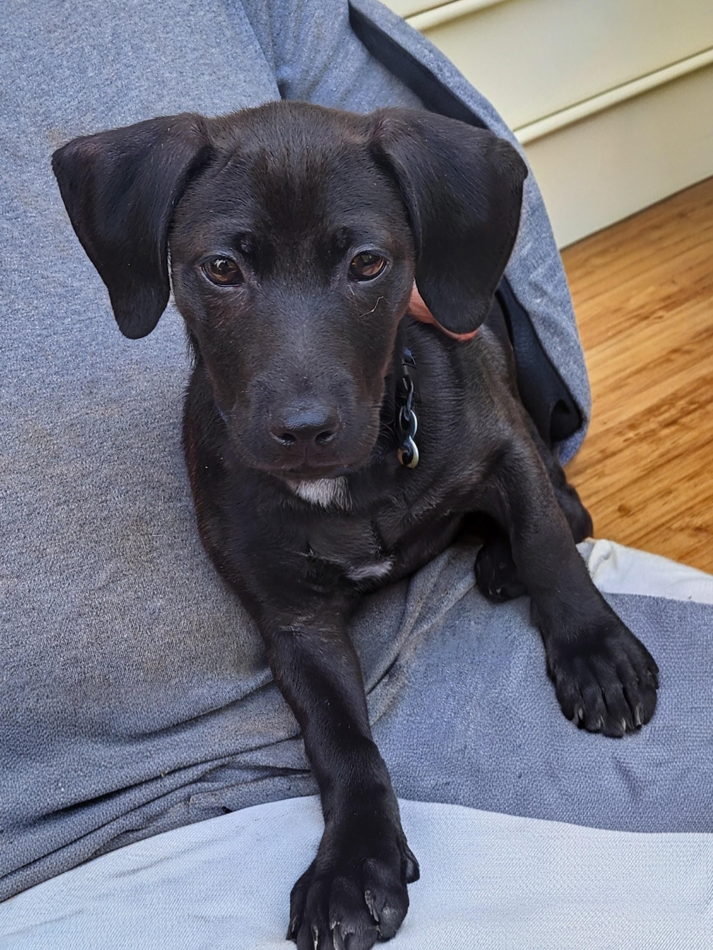 Enlarge PUGSLEY, a Adoptable mixed breed in Troutman, NC image 1/4