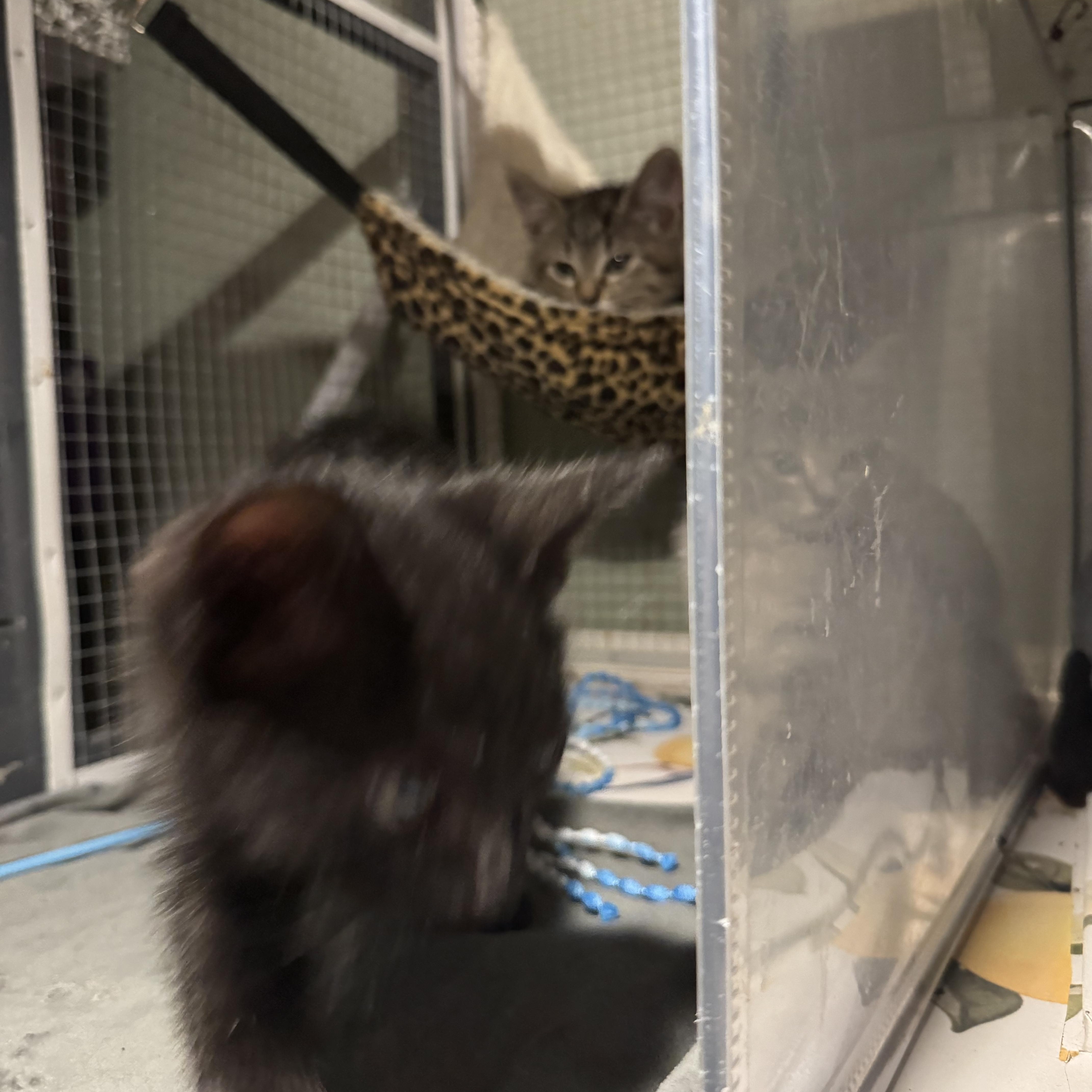 Enlarge Jetty, a Adoptable mixed breed in Houston, TX image 4/4