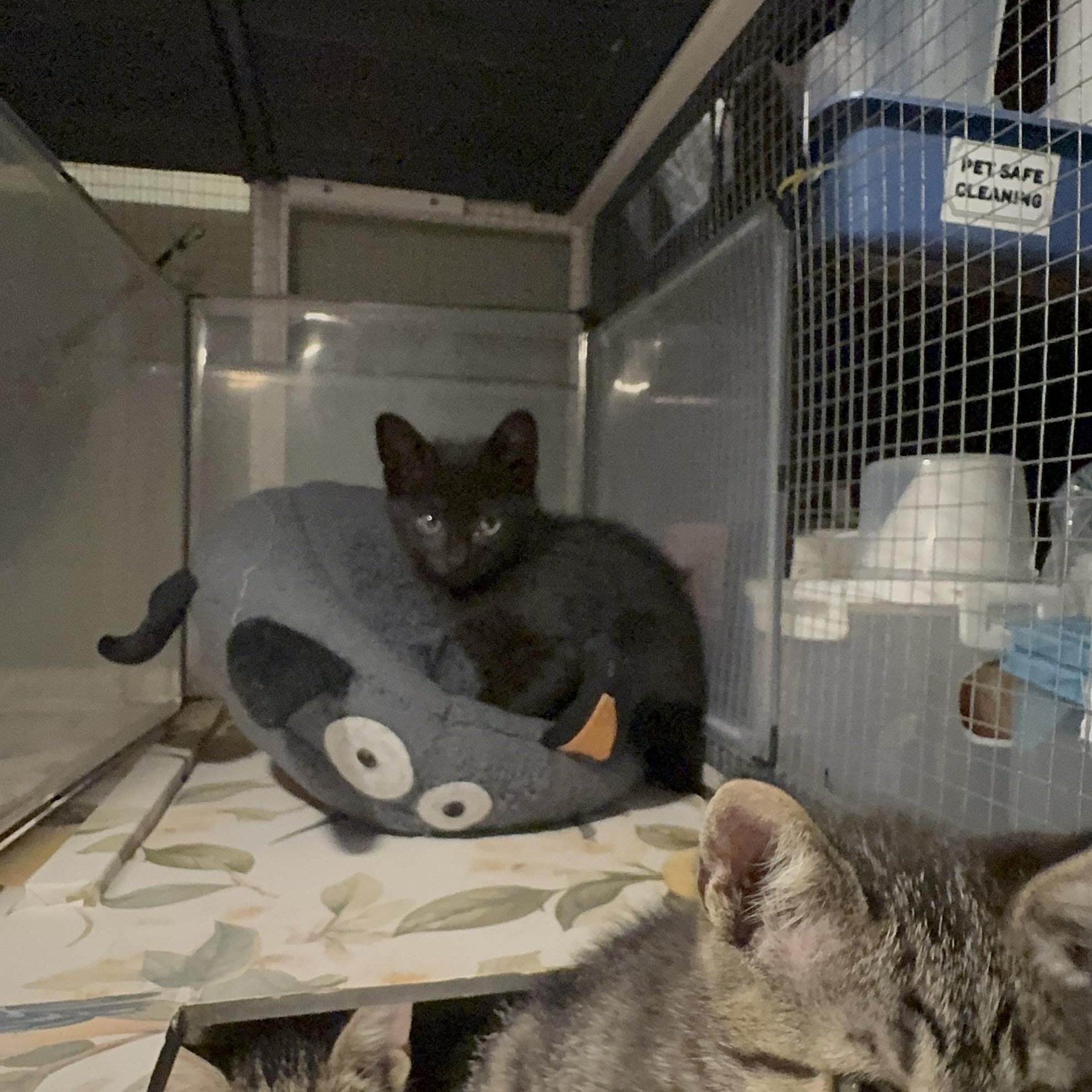 Enlarge Jetty, a Adoptable mixed breed in Houston, TX image 2/4