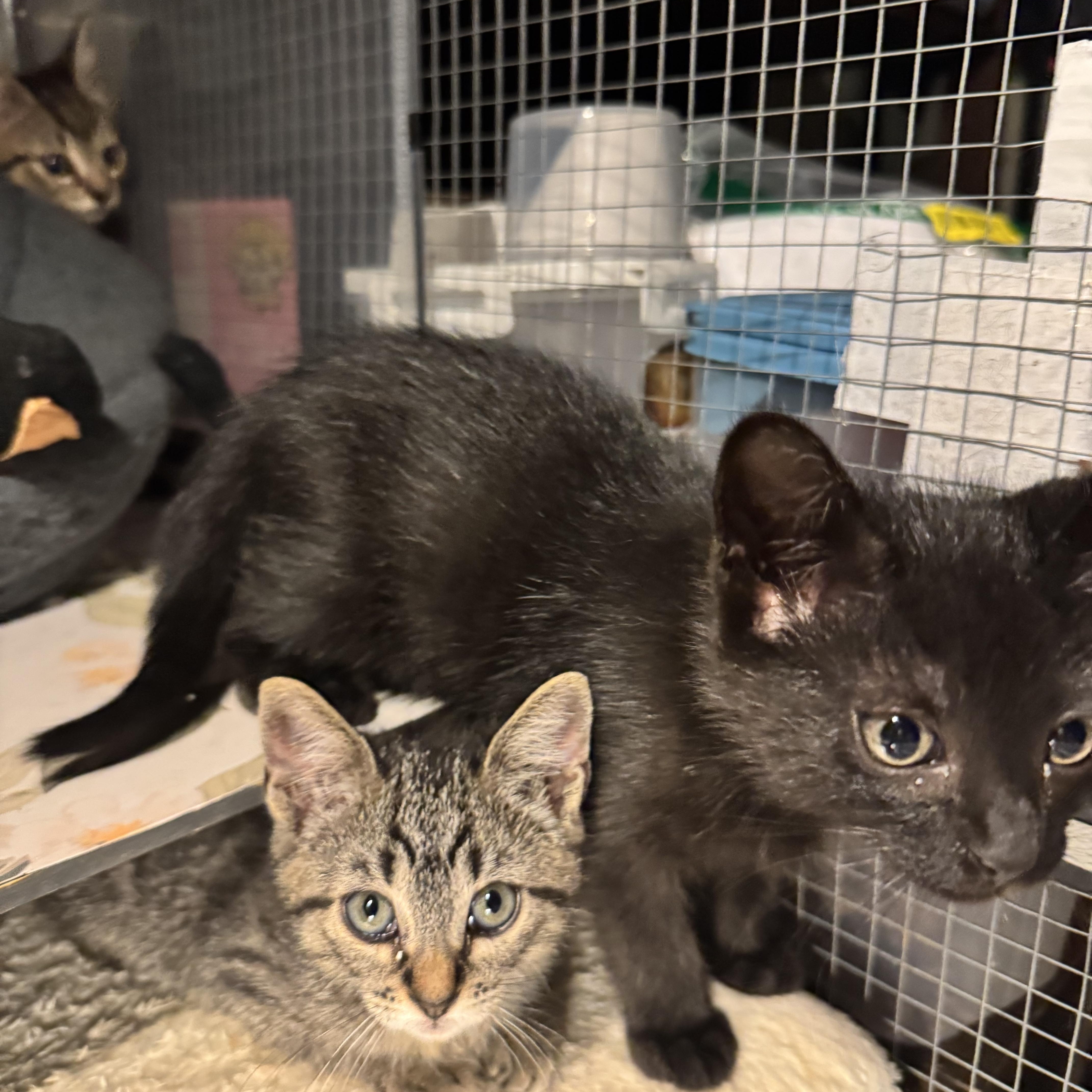 Enlarge Jetty, a Adoptable mixed breed in Houston, TX image 3/4