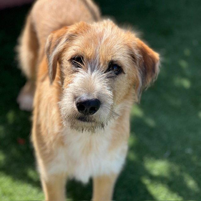 Baxter the puppy! photo