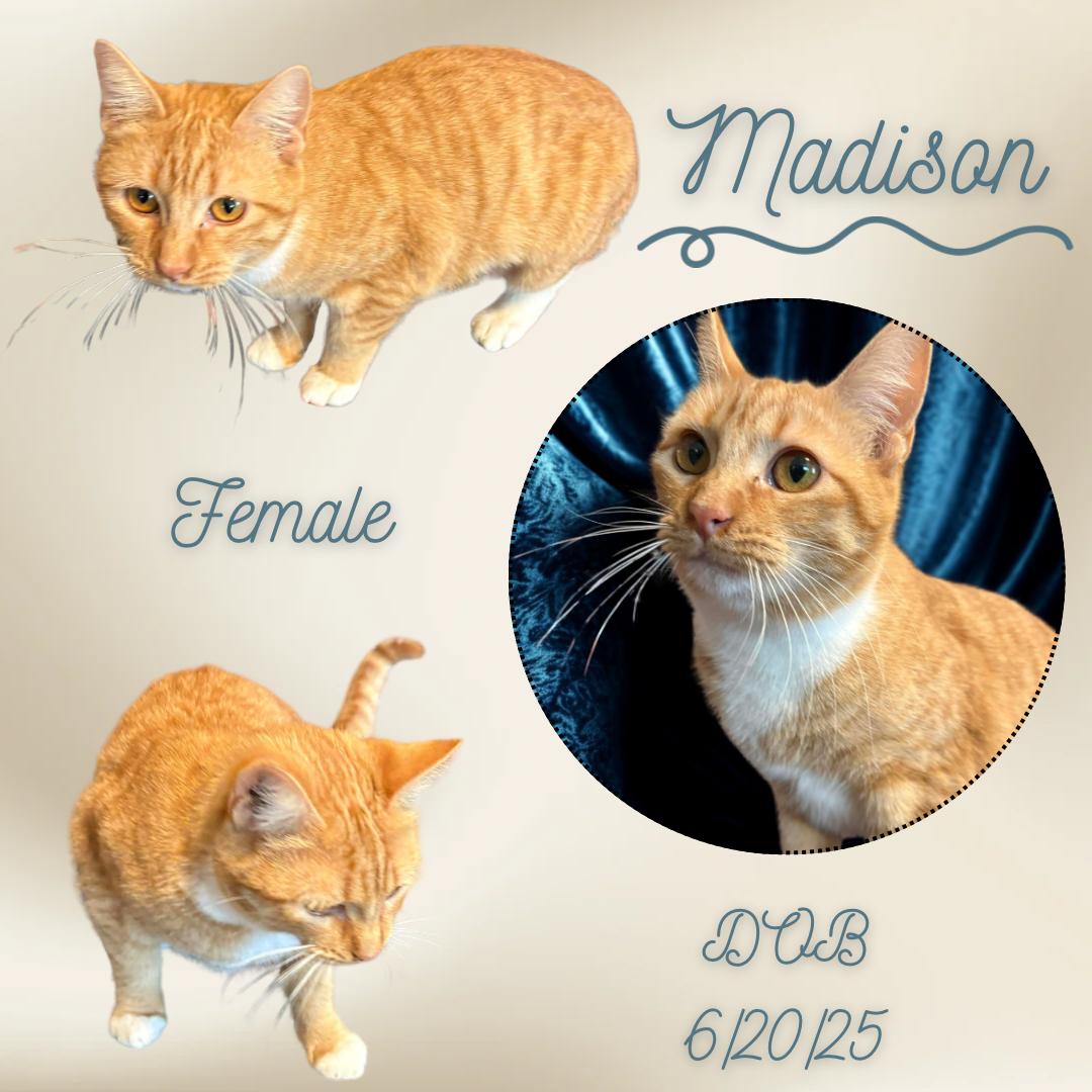 Madison, Adoptable, Young Female Domestic Short Hair.