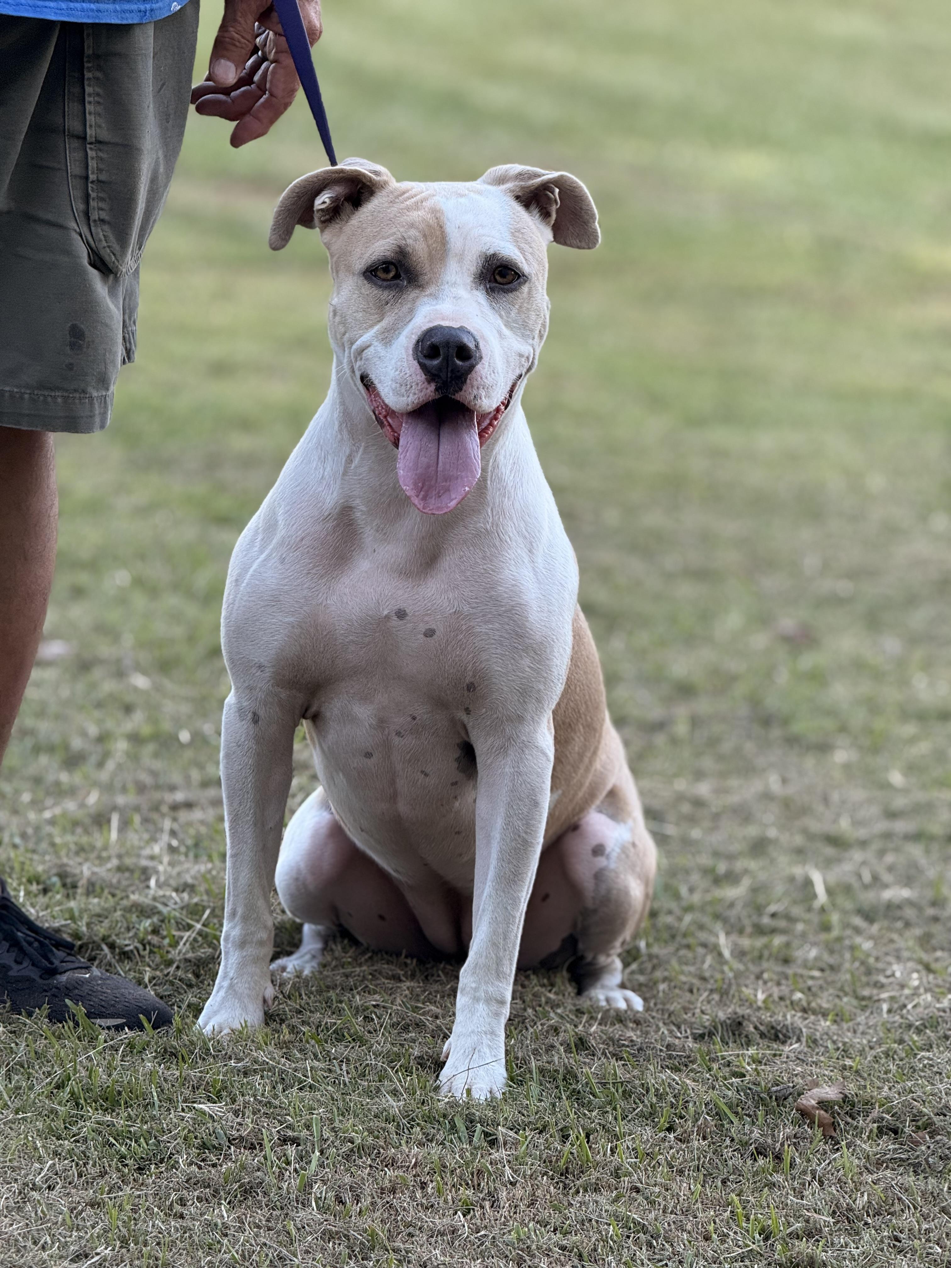 Bonezy, Adoptable, Adult Female American Bully.