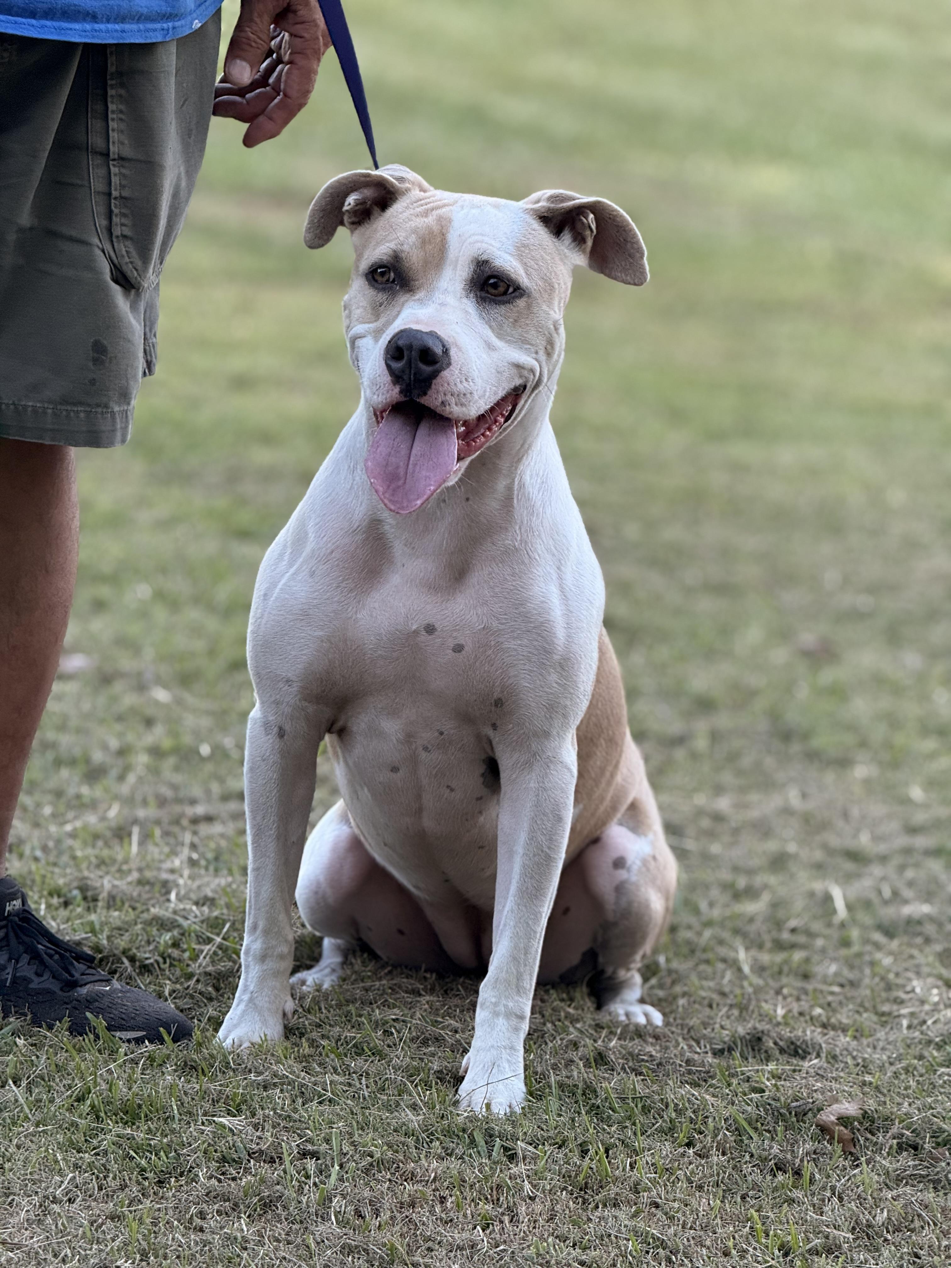 Enlarge Bonezy, a Adoptable mixed breed in Texarkana, TX image 2/6