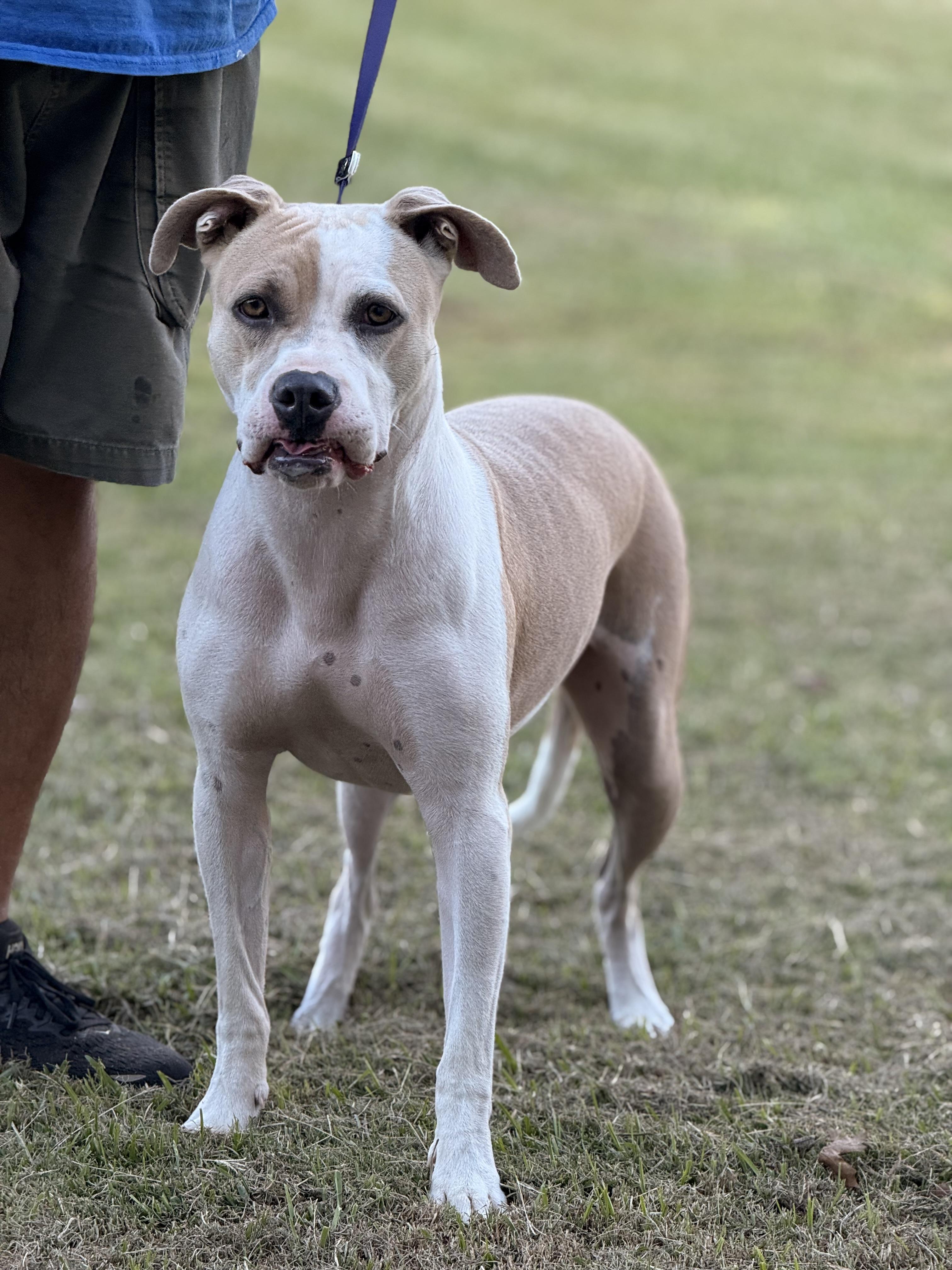 Enlarge Bonezy, a Adoptable mixed breed in Texarkana, TX image 3/6