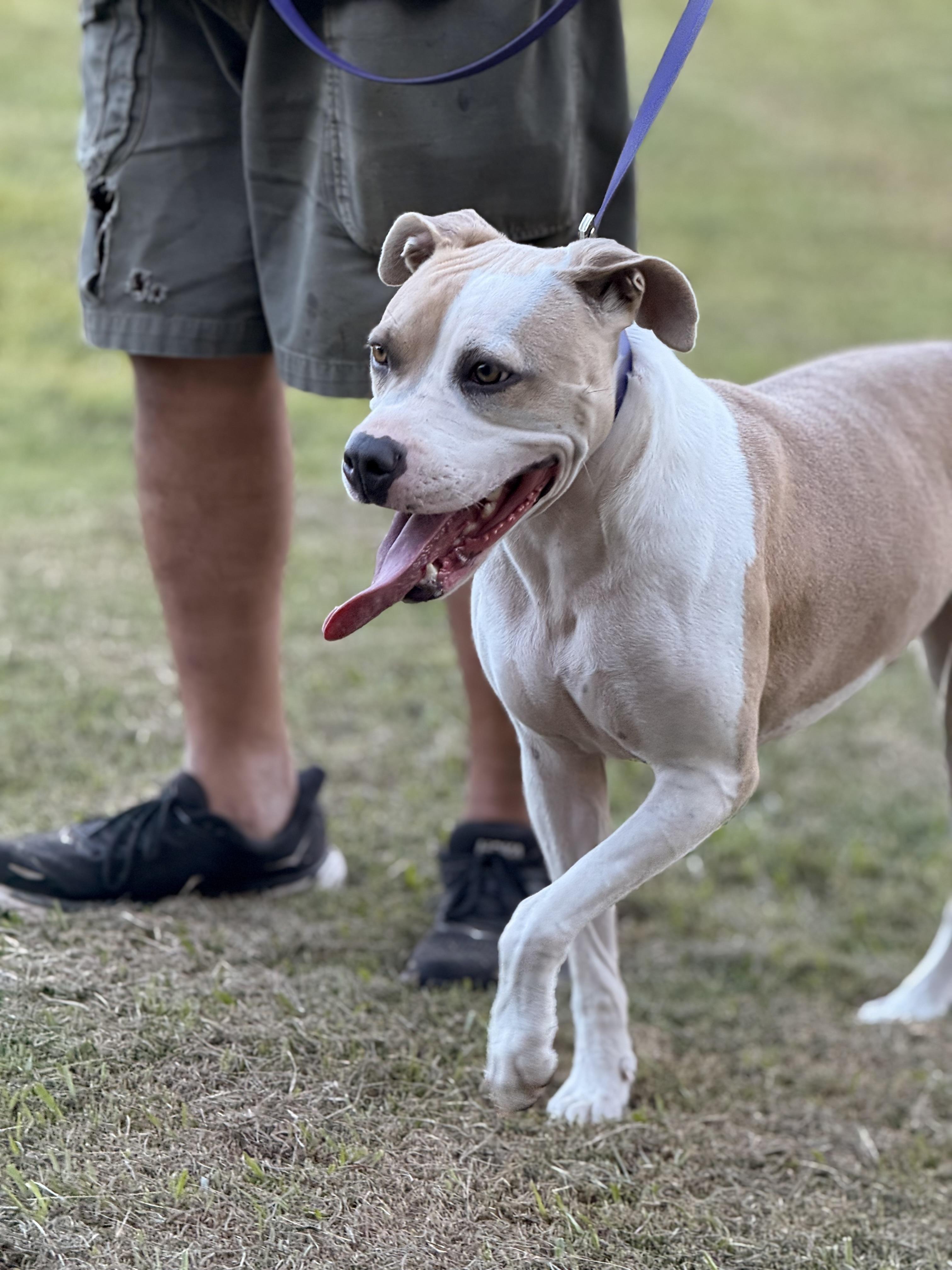 Enlarge Bonezy, a Adoptable mixed breed in Texarkana, TX image 4/6