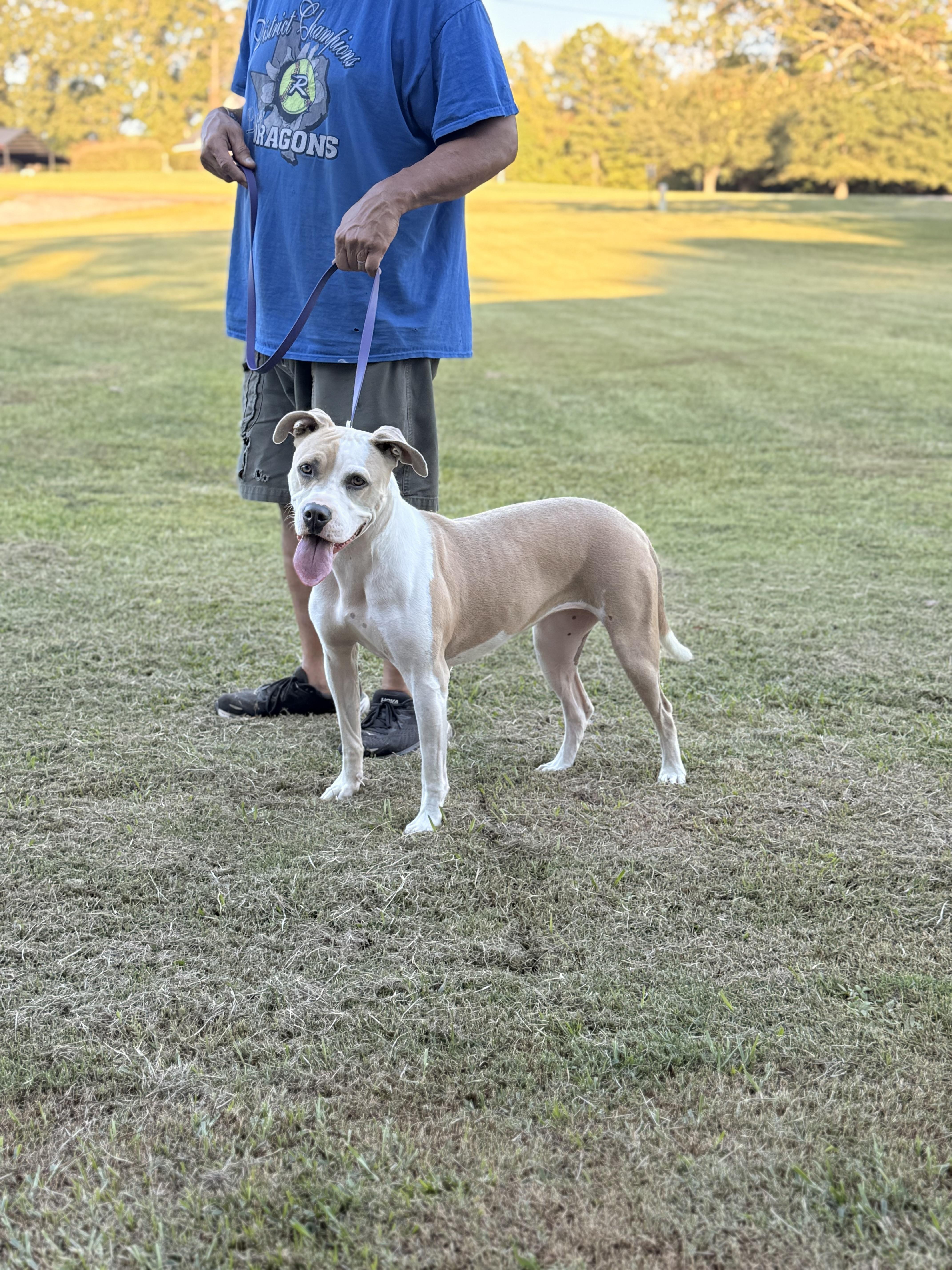Enlarge Bonezy, a Adoptable mixed breed in Texarkana, TX image 5/6