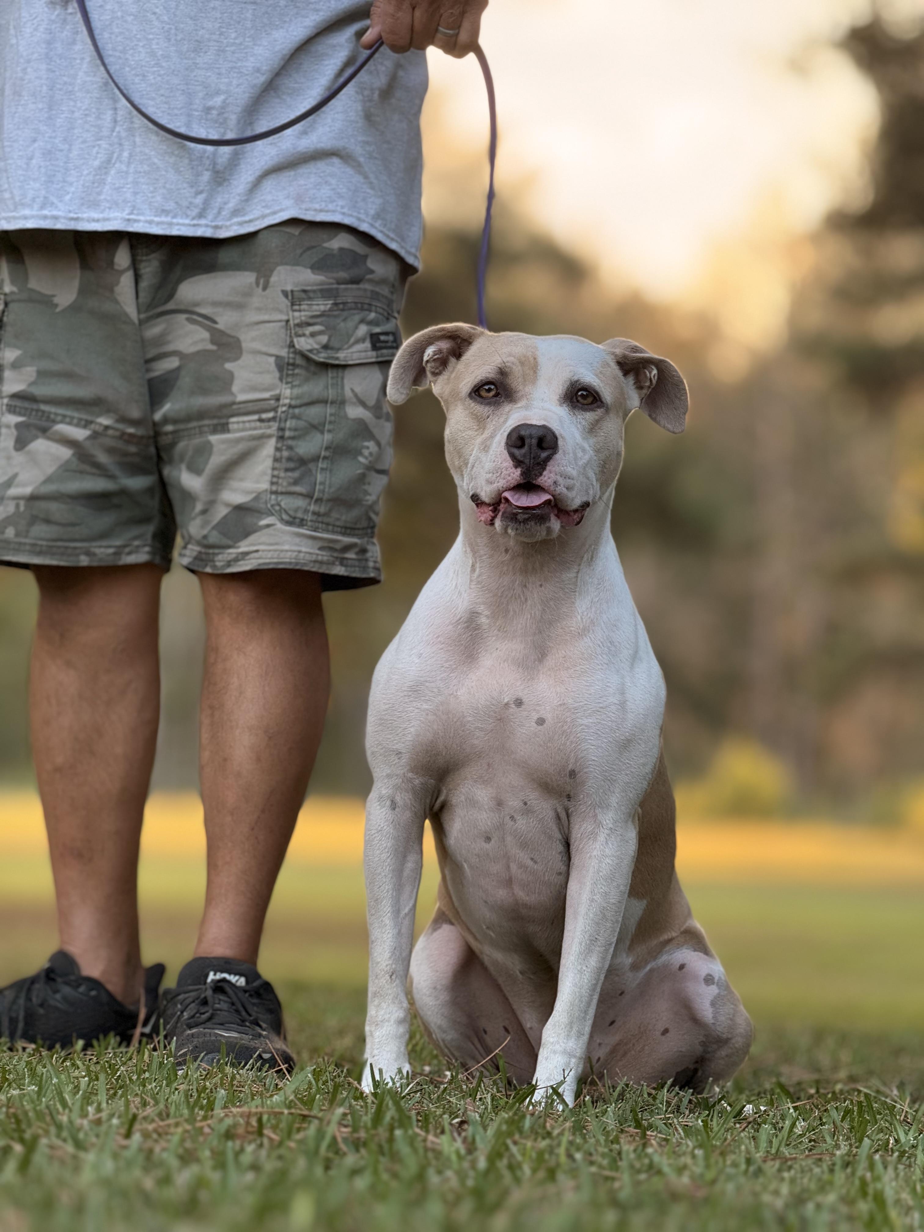 Enlarge Bonezy, a Adoptable mixed breed in Texarkana, TX image 6/6