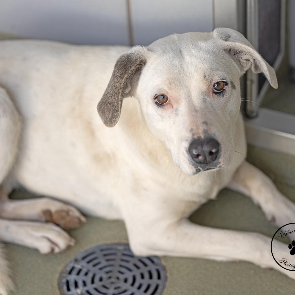 Abigail, Adoptable, Adult Female Labrador Retriever & Boxer.