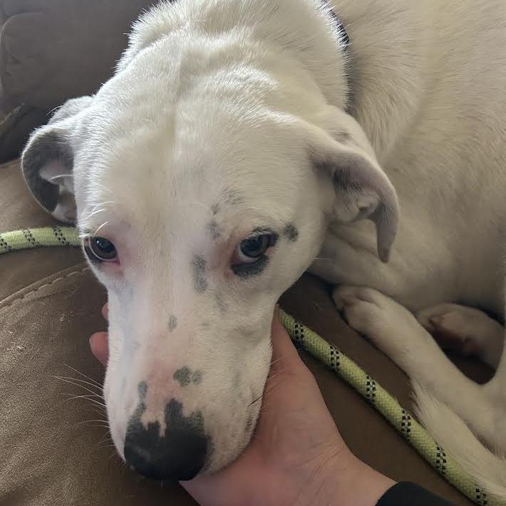 Enlarge Abigail, a Adoptable mixed breed in Abilene, TX image 2/6