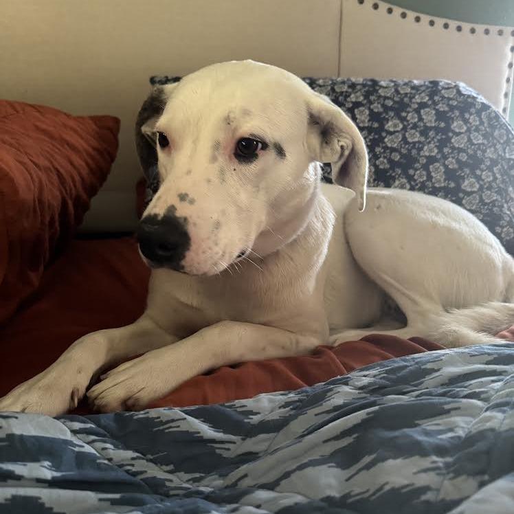 Enlarge Abigail, a Adoptable mixed breed in Abilene, TX image 3/6