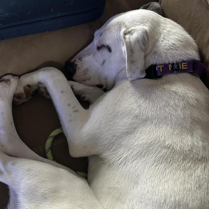 Enlarge Abigail, a Adoptable mixed breed in Abilene, TX image 4/6