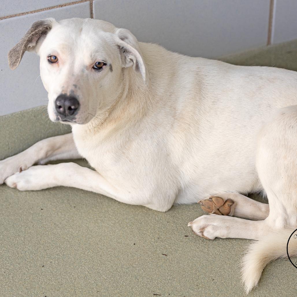 Enlarge Abigail, a Adoptable mixed breed in Abilene, TX image 5/6