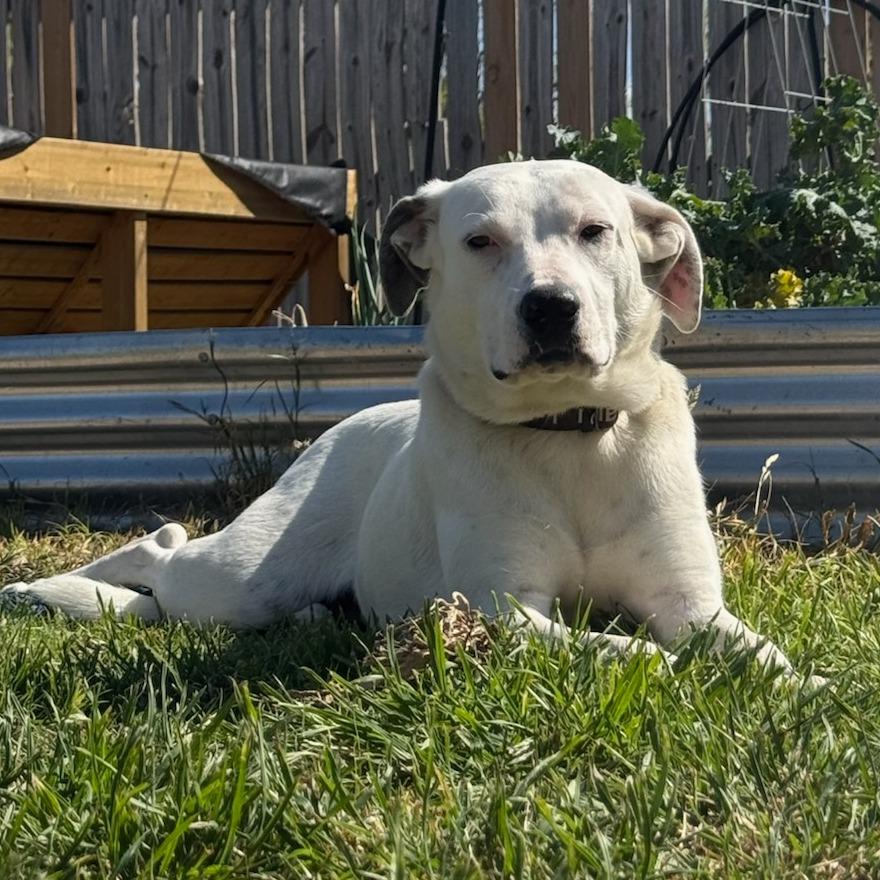 Enlarge Abigail, a Adoptable mixed breed in Abilene, TX image 6/6