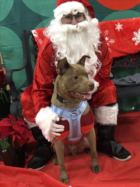 Enlarge HENRY, a Adoptable mixed breed in Derwood, MD image 1/1