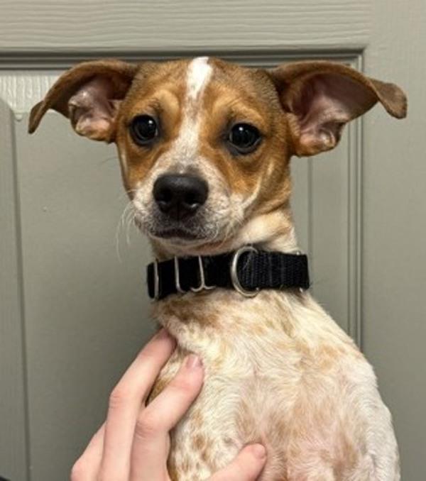 Teddy, Adoptable, Puppy Male Terrier.