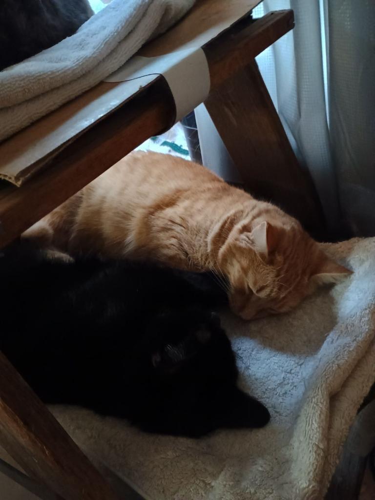 Tilly, a Adoptable mixed breed in Brainardsville, NY image 2/5