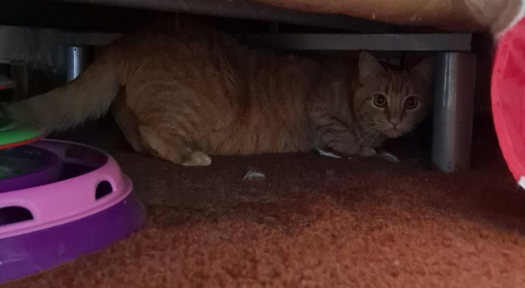 Tilly, a Adoptable mixed breed in Brainardsville, NY image 3/5