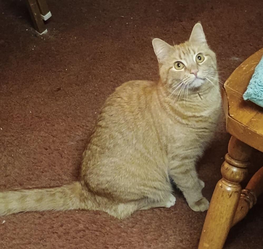 Tilly, Adoptable, Adult Female Domestic Short Hair.