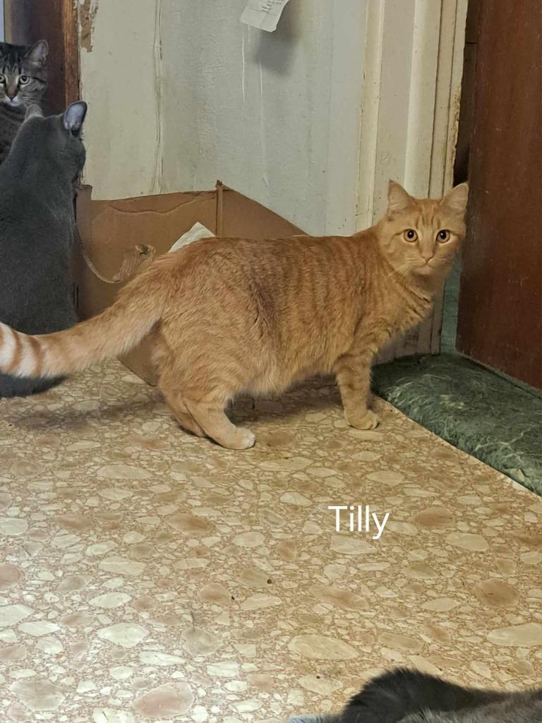 Enlarge Tilly, a Adoptable mixed breed in Brainardsville, NY image 2/4