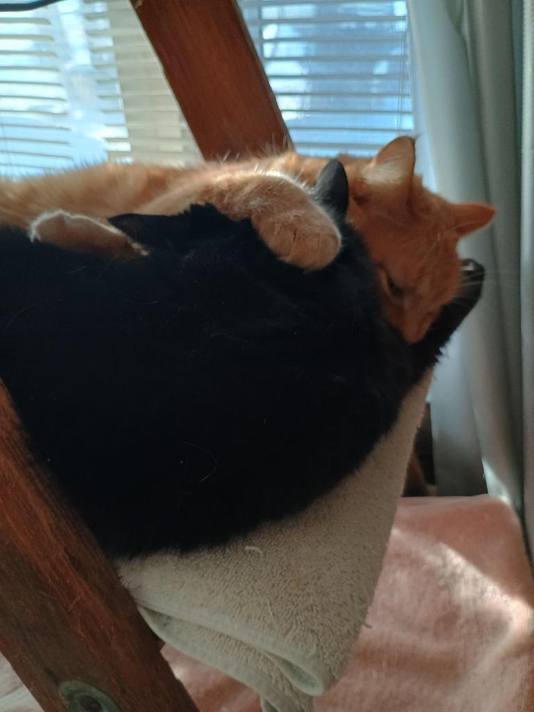 Tilly, a Adoptable mixed breed in Brainardsville, NY image 4/5