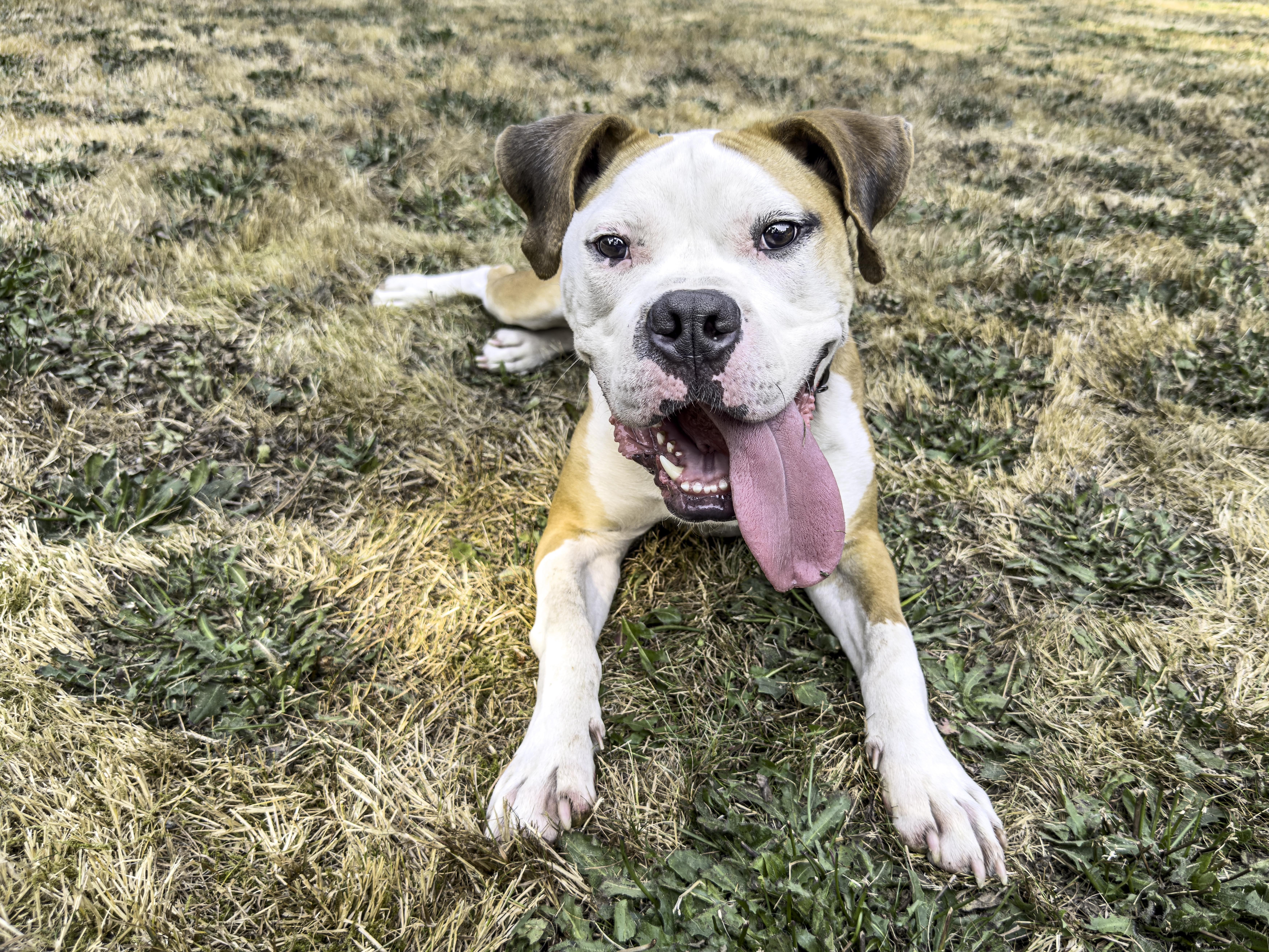 Enlarge Goose, a ADOPTABLE mixed breed in Snoqualmie, WA image 2/4