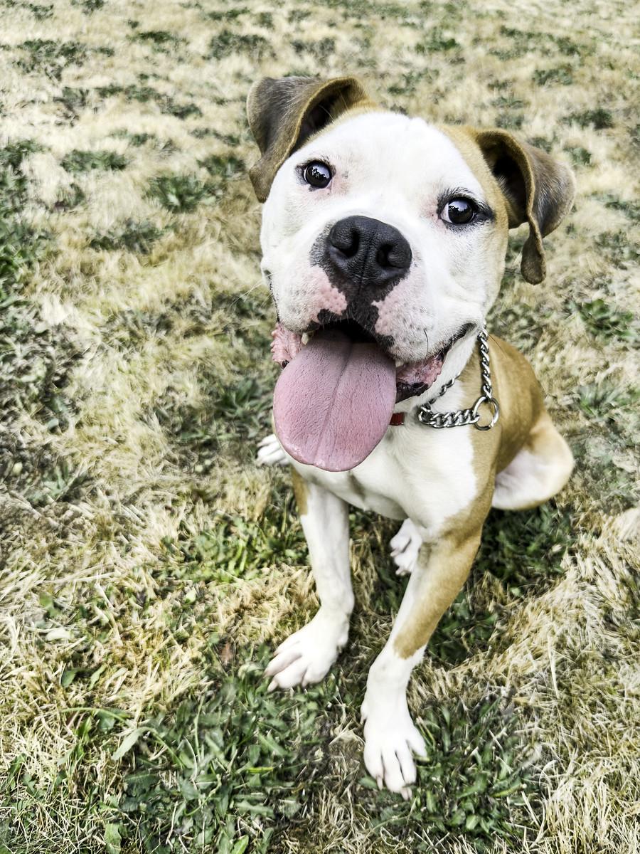 Enlarge Goose, a ADOPTABLE mixed breed in Snoqualmie, WA image 1/4