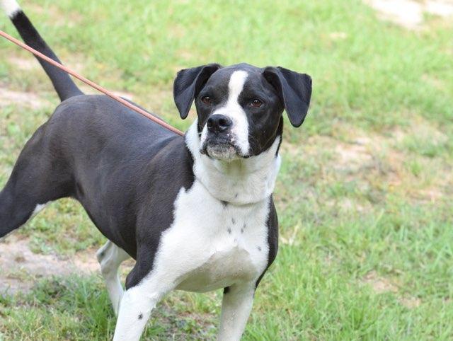 Roxy, a Adoptable mixed breed in Avondale , LA image 5/6