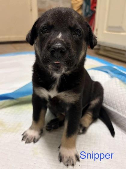 Snipper, Adoptable, Puppy Male Bernese Mountain Dog & Golden Retriever.