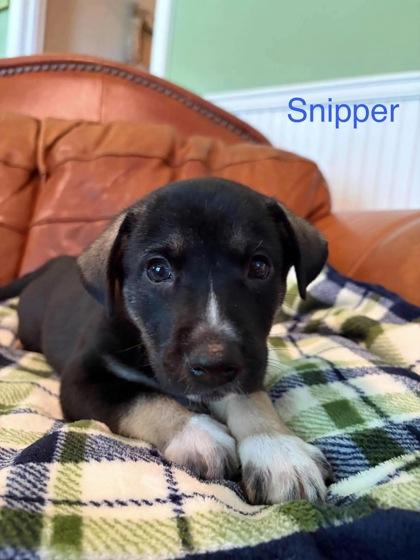 Enlarge Snipper, a Adoptable mixed breed in Morton Grove, IL image 2/2