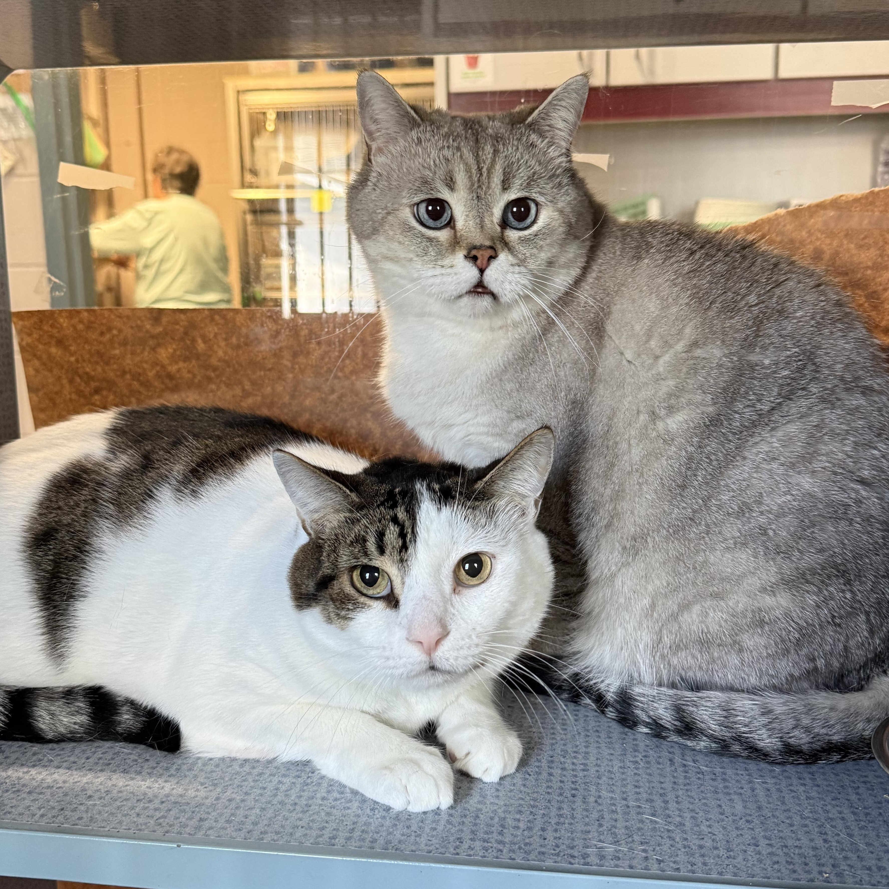 Cody & Chompy, a ADOPTABLE mixed breed in West Milford, NJ image 3/3