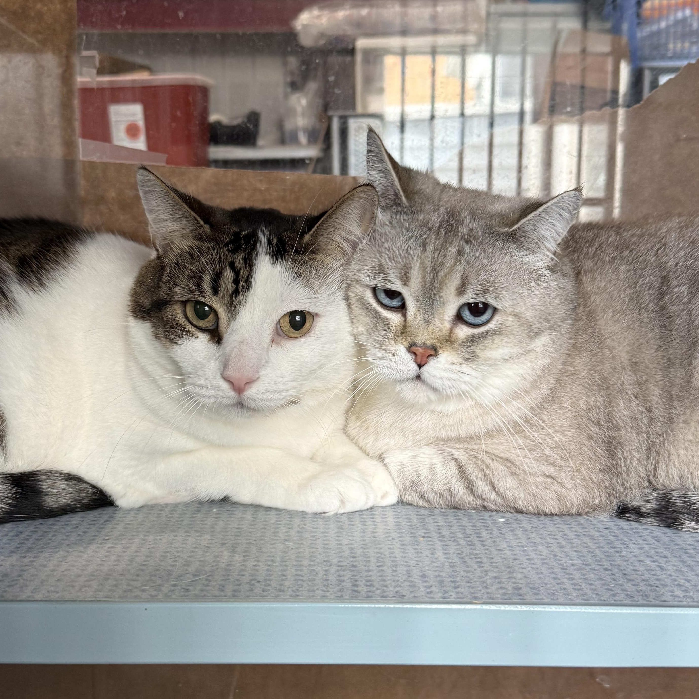 Cody & Chompy, a ADOPTABLE mixed breed in West Milford, NJ image 1/3