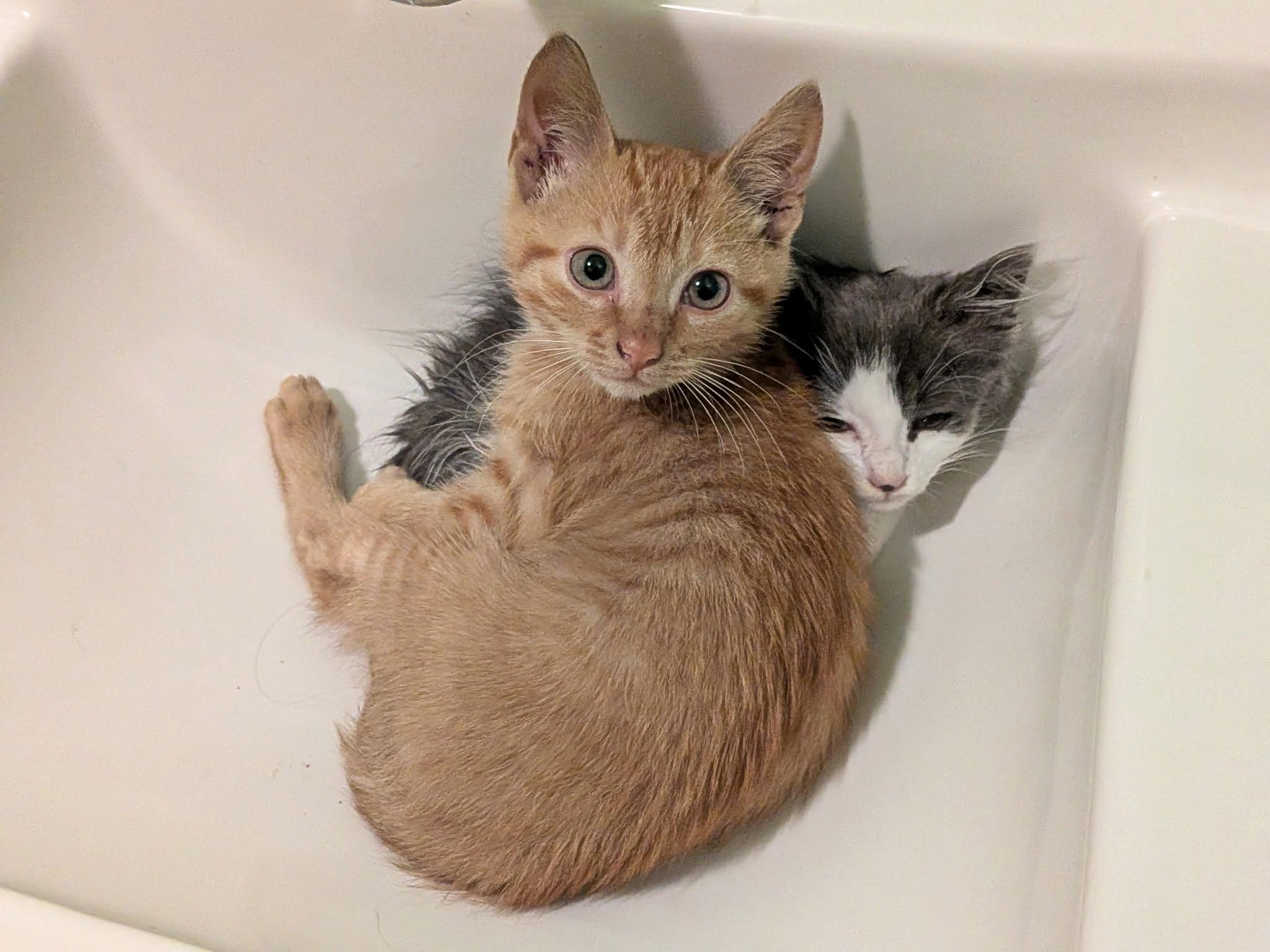Phillip & Sasha, adopted, Kitten Male American Shorthair.