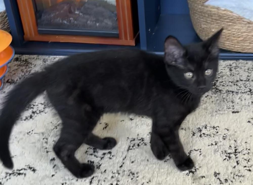 Coal, Adoptable, Kitten Female Domestic Short Hair.
