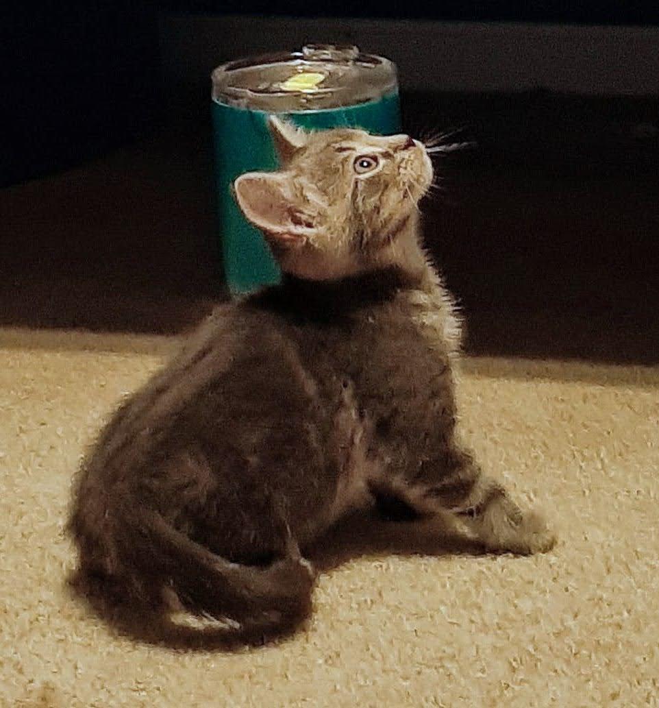 Enlarge Linguine, a ADOPTABLE Domestic Short Hair in Washington Grove, MD image 2/3