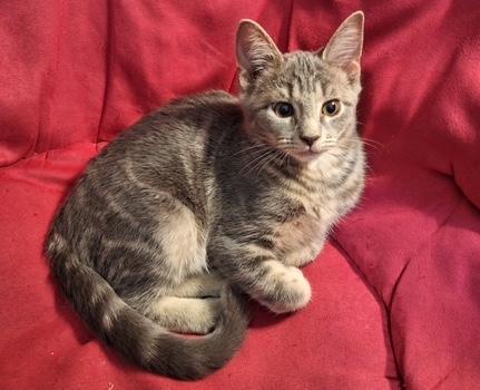 Enlarge Linguine, a ADOPTABLE Domestic Short Hair in Washington Grove, MD image 1/3
