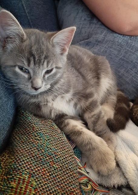 Enlarge Linguine, a ADOPTABLE Domestic Short Hair in Washington Grove, MD image 3/3