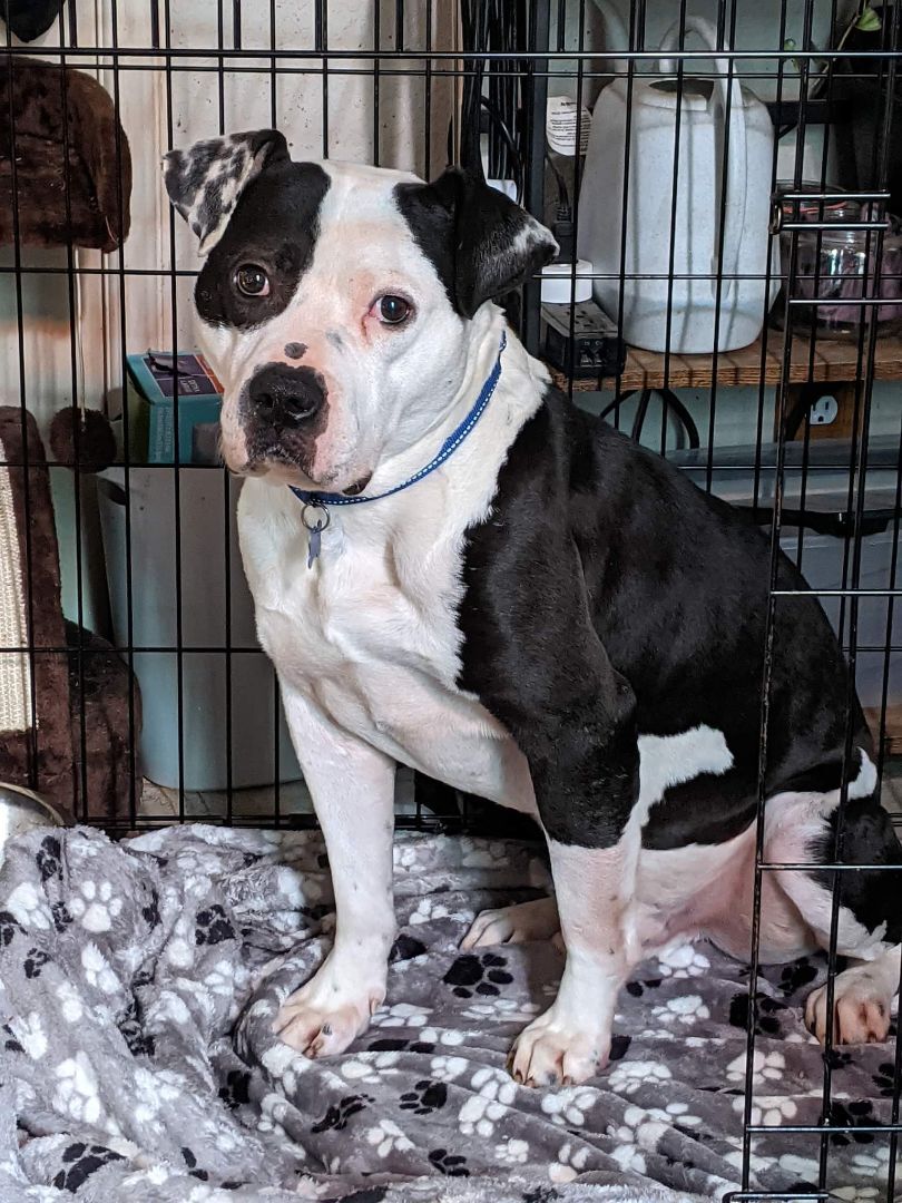 Enlarge DICE, a Adoptable mixed breed in TULSA, OK image 1/12