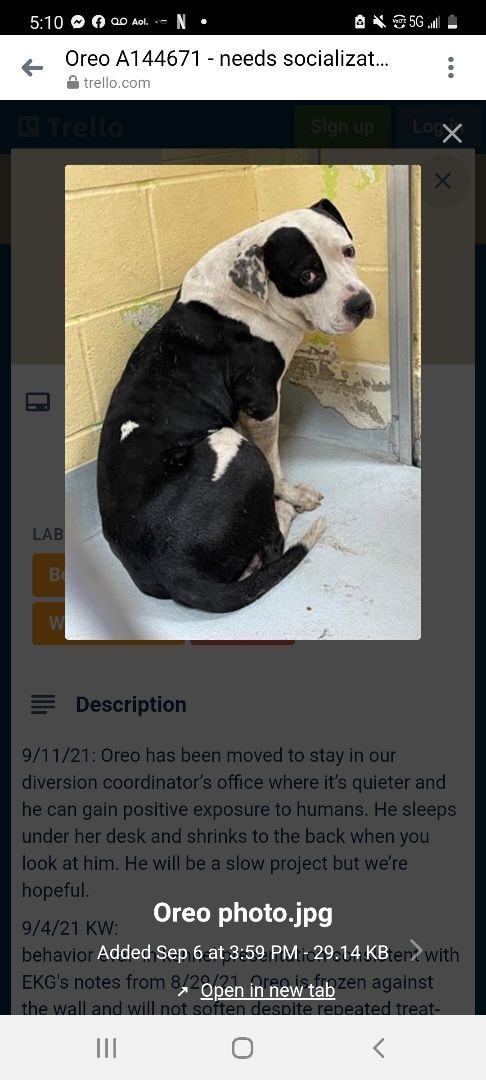 Enlarge DICE, a Adoptable mixed breed in TULSA, OK image 2/12