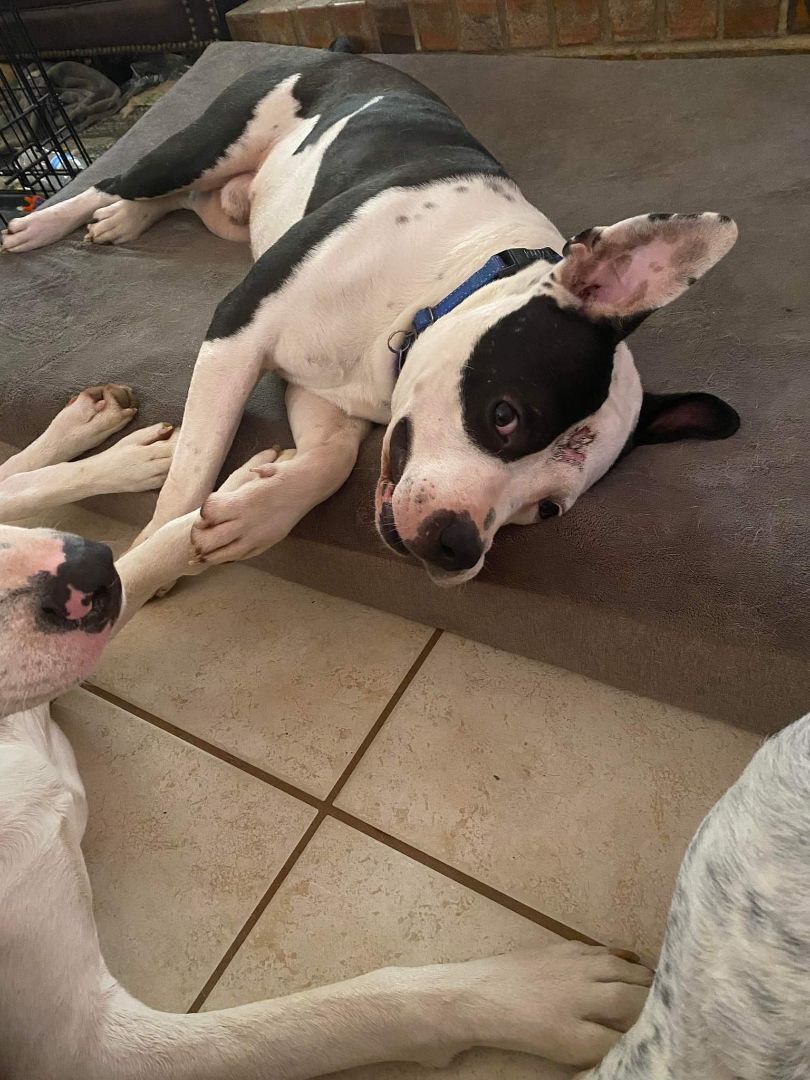 DICE — thumbnail 3