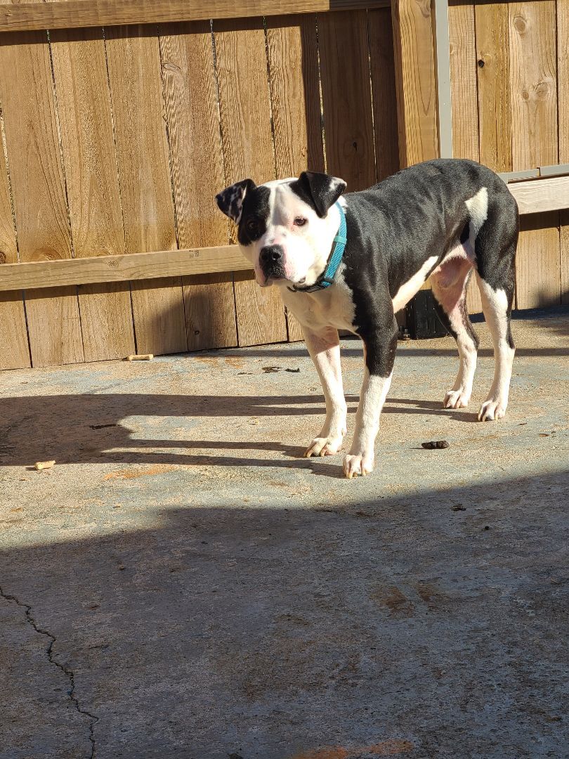 Enlarge DICE, a Adoptable mixed breed in TULSA, OK image 4/12